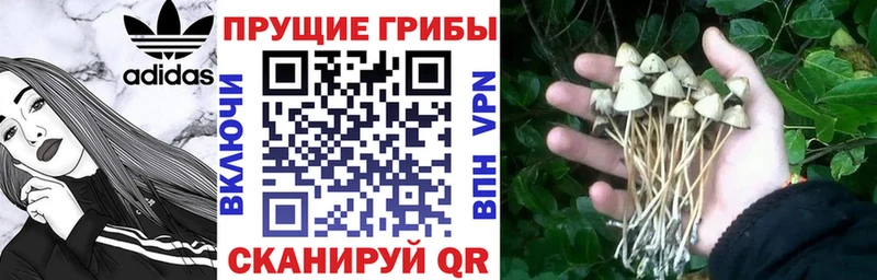 Псилоцибиновые грибы мицелий как найти закладки Владикавказ